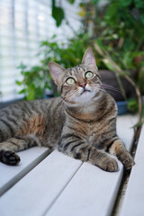 見つめるキジトラ