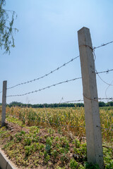 The wheat that is about to mature after the wire fence