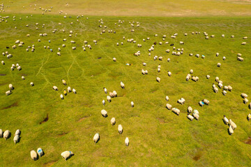 Sheep on the prairie with blue sky.