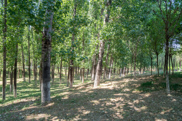 Poplar forest outdoors in summer