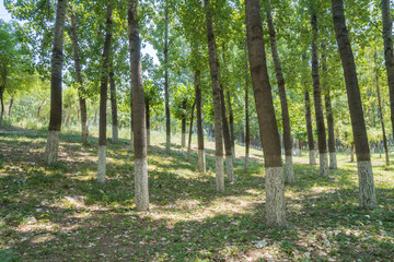 Poplar forest outdoors in summer