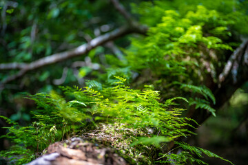 大分県の平治岳、大船山のミヤマキリシマが咲く登山道 Trail of Mt.Heijidake and Mt.Taisenzan in Oita Prefecture