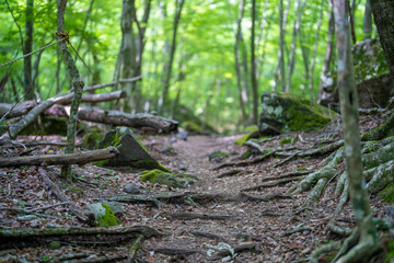 大分県の平治岳、大船山のミヤマキリシマが咲く登山道 Trail of Mt.Heijidake and Mt.Taisenzan in Oita Prefecture