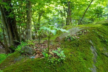 大分県の平治岳、大船山のミヤマキリシマが咲く登山道 Trail of Mt.Heijidake and Mt.Taisenzan in Oita Prefecture