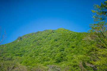 Fototapeta na wymiar 大分県の平治岳、大船山のミヤマキリシマが咲く登山道 Trail of Mt.Heijidake and Mt.Taisenzan in Oita Prefecture