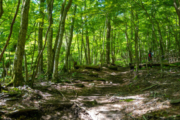 大分県の平治岳、大船山のミヤマキリシマが咲く登山道 Trail of Mt.Heijidake and Mt.Taisenzan in Oita Prefecture