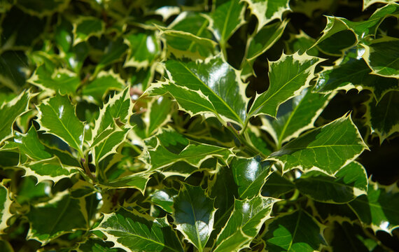 Christmas holly ilex aquifolium Argentea Marginata growing in a park. Graceful border leaves as background for New Year concept. Holly green foliage. Green leaves close up