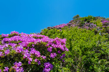 Obraz premium 大分県の平治岳、大船山の登山道 Trail of Mt.Heijidake and Mt.Taisenzan in Oita Prefecture