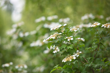 Obraz premium Chicken tree strips for outdoor green plants