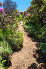 大分県の平治岳、大船山の登山道 Trail of Mt.Heijidake and Mt.Taisenzan in Oita Prefecture