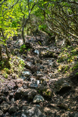 大分県の平治岳、大船山の登山道 Trail of Mt.Heijidake and Mt.Taisenzan in Oita Prefecture