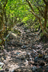 大分県の平治岳、大船山の登山道 Trail of Mt.Heijidake and Mt.Taisenzan in Oita Prefecture