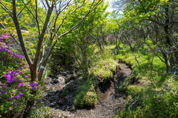 大分県の平治岳、大船山の登山道 Trail of Mt.Heijidake and Mt.Taisenzan in Oita Prefecture