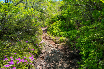 大分県の平治岳、大船山の登山道 Trail of Mt.Heijidake and Mt.Taisenzan in Oita Prefecture