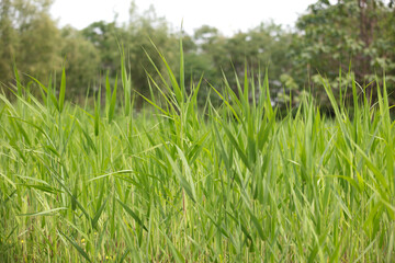 Growing Reed Swing Aquatic Plant