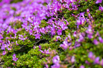 大分県の平治岳、大船山の登山道 Trail of Mt.Heijidake and Mt.Taisenzan in Oita Prefecture