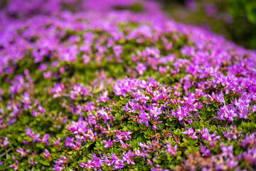 大分県の平治岳、大船山の登山道 Trail of Mt.Heijidake and Mt.Taisenzan in Oita Prefecture