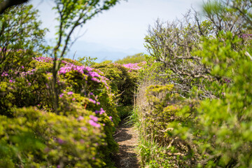 大分県の平治岳、大船山の登山道 Trail of Mt.Heijidake and Mt.Taisenzan in Oita Prefecture