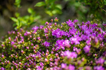 大分県の平治岳、大船山の登山道 Trail of Mt.Heijidake and Mt.Taisenzan in Oita Prefecture
