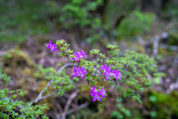 大分県の平治岳、大船山の登山道 Trail of Mt.Heijidake and Mt.Taisenzan in Oita Prefecture