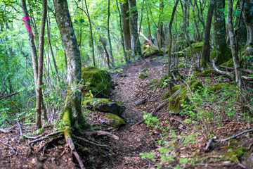 大分県の平治岳、大船山の登山道 Trail of Mt.Heijidake and Mt.Taisenzan in Oita Prefecture