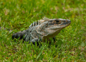 Iguana