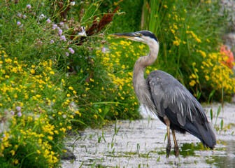 Great Blue Heron Fishing on the Pond with Flowers