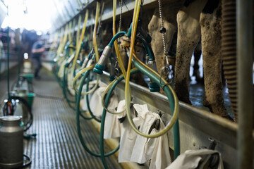 Arrangement of modern milking parlor on dairy cow farm, focus on semi-automatic milking machines...