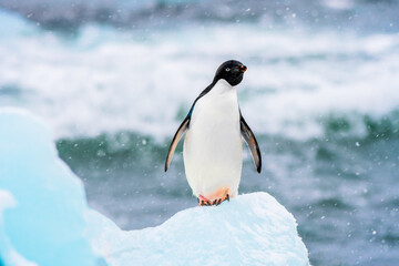 Obraz premium Adelie Penguin on an iceberg in Antarctica