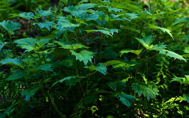 close up of green leaves