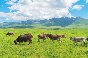Grassland and bulls under the blue sky.