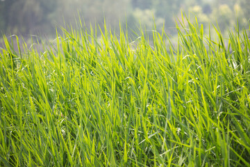 Close-up of lush green reeds