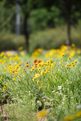 Fototapeta premium Beautiful park flower coreopsis