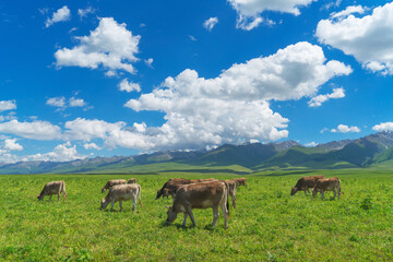 Naklejka na ściany i meble Grassland and bulls under the blue sky.