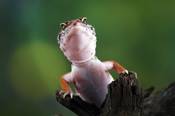 close up of a leopard gecko