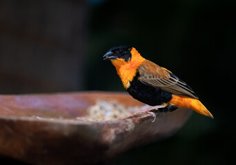 Northern Red Bishop on a bird feeder
