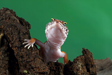 close up of a leopard gecko