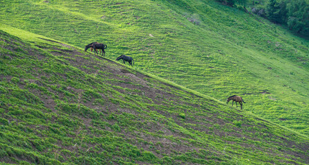 Nalati grassland with the blue sky.