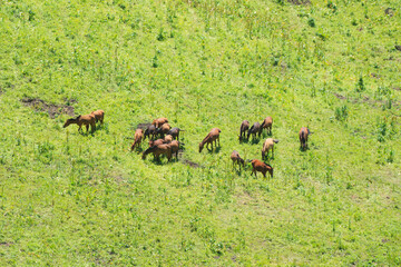 Grassland and horses in the sunny day.