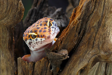 close up of a leopard gecko