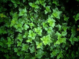 vintage style nature leaves full frame pattern texture background 