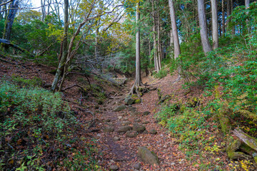 静岡県の天城山の紅葉の季節の登山道 Mt. Amagi Mountain Trail in Shizuoka Prefecture during the Fall Foliage Season
