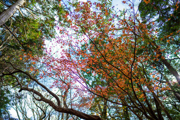 静岡県の天城山の紅葉の季節の登山道 Mt. Amagi Mountain Trail in Shizuoka Prefecture during the Fall Foliage Season