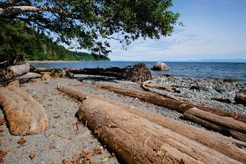Driftwood... weathered logs and downed trees - Seal Bay Nature Reserve
