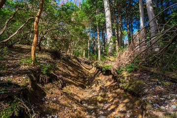 静岡県の天城山の紅葉の季節の登山道 Mt. Amagi Mountain Trail in Shizuoka Prefecture during the Fall Foliage Season