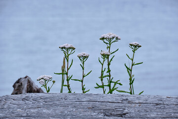 Yarrow flowers line up behind driftwood. Oyster River Nature Park