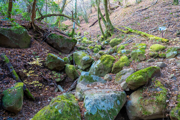 静岡県の天城山の紅葉の季節の登山道 Mt. Amagi Mountain Trail in Shizuoka Prefecture...