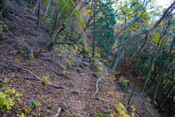 静岡県の天城山の紅葉の季節の登山道 Mt. Amagi Mountain Trail in Shizuoka Prefecture during the Fall Foliage Season