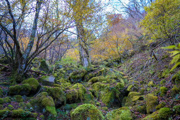 静岡県の天城山の紅葉の季節の登山道 Mt. Amagi Mountain Trail in Shizuoka Prefecture during the Fall Foliage Season