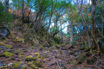 静岡県の天城山の紅葉の季節の登山道 Mt. Amagi Mountain Trail in Shizuoka Prefecture during the Fall Foliage Season